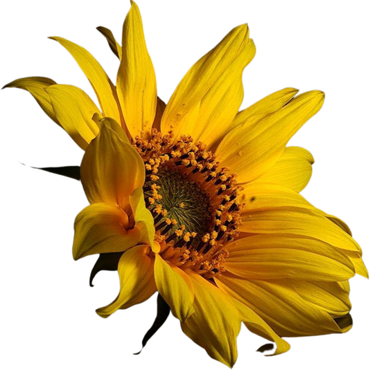 Blooming Sunflower Cutout