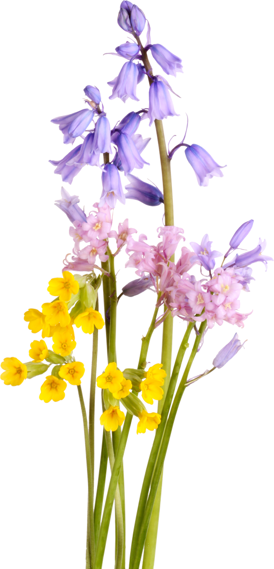 Bouquet of Spring Flowers